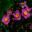 Anemone x hybrida Fantasy TM Series Cinderella - deep pink flowers