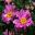 Anemone x hybrida Fantasy TM Series Pocahontas - pink double blooms