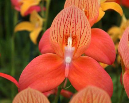 20x Disa uniflora orquídeas semillas jardín planta recién cuarto nuevo b1311 