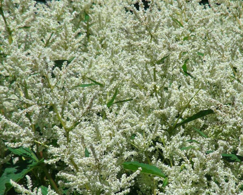 Persicaria alpina, or Alpine Knotweed