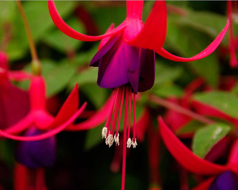 Fuchsia Upright - this is 'Brutus' a hardy variety