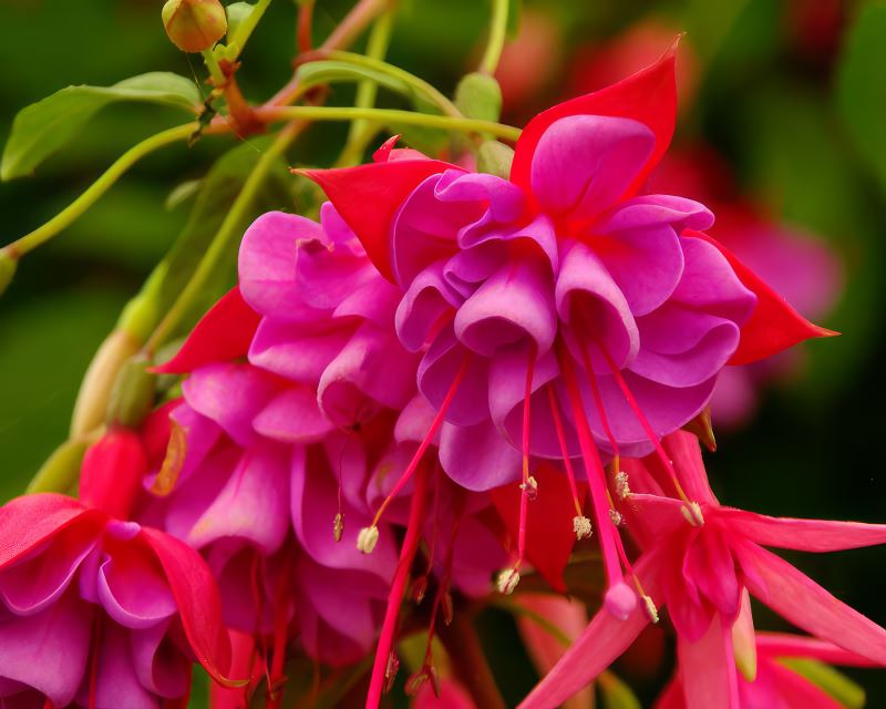 Fuchsia Upright - this is 'Edith Jack' a hardy variety