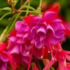 Fuchsia Upright - this is 'Edith Jack' a hardy variety