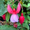 Upright Fuchsia - this is a cultivar called 'Pixie'