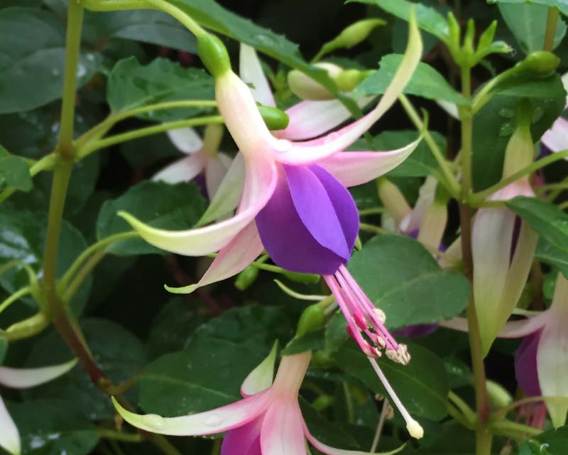 Fuchsia Upright - this is 'Sophie Louise'