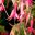 Upright frost hardy hybrid Fuchsia - Anna Sunshine