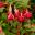 A hardy upright Fuchsia hybrid - Barbara
