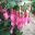 Upright Fuchsia - Beacon Rosa