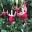 Upright Fuchsia - Celia Smedley