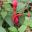 Hardy upright hybrid Fuchsia - Charming