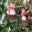 Upright Fuchsia - Elma