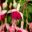 Upright hybrid Fuchsia - Hawaiian Sunset