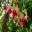 Upright Fuchsia hybrid - Anita