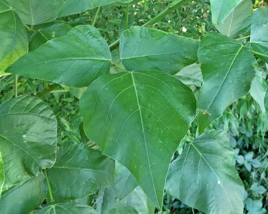 Trifoliate Leaves of Erythrina x Sykesii, Coral Tree