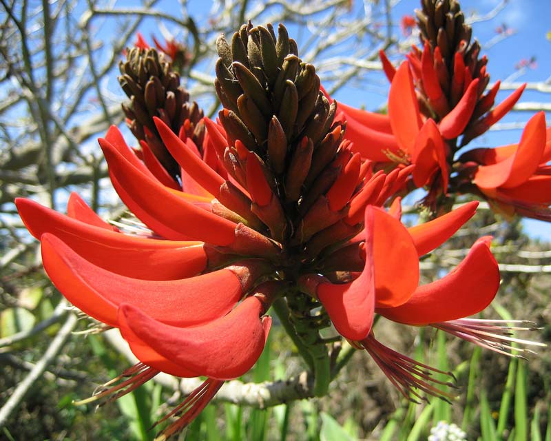 Clusters of scarlet pea-like flowers - Erythrina x sykesii