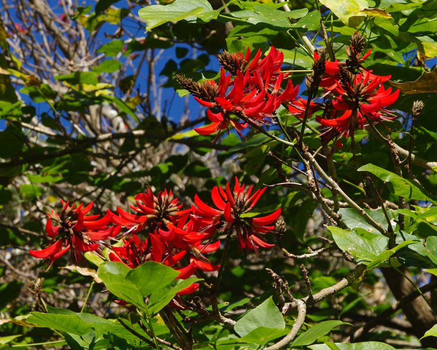 Erythrina x sykesii - Clusters of scarlet pea-like flowers
