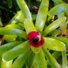 Neoregelia carolinae - green leaves blush red at flowering time