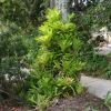 Neoregelia carolinae - blushing bromeliad attached to tree give tropical feel