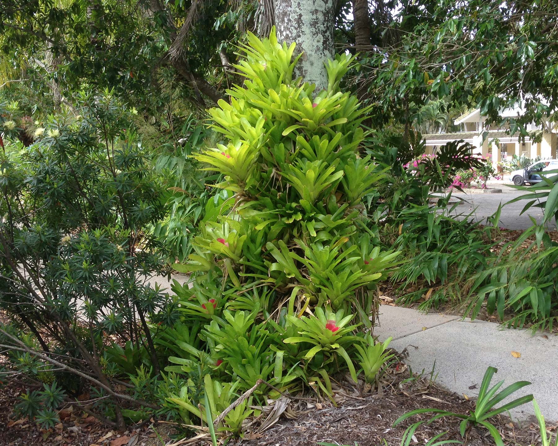 Neoregelia carolinae - blushing bromeliad attached to tree give tropical feel