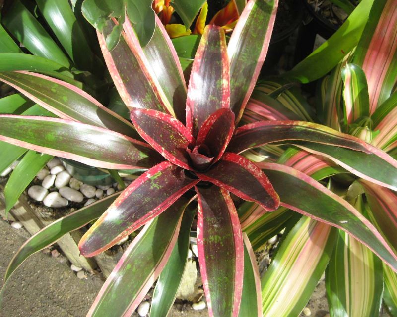 Neoregelia carolinae Tricolour Heart of Flame - rosette of yellow and green striped leaves that turn deep red during flowering