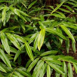 Alpinia caerulea 