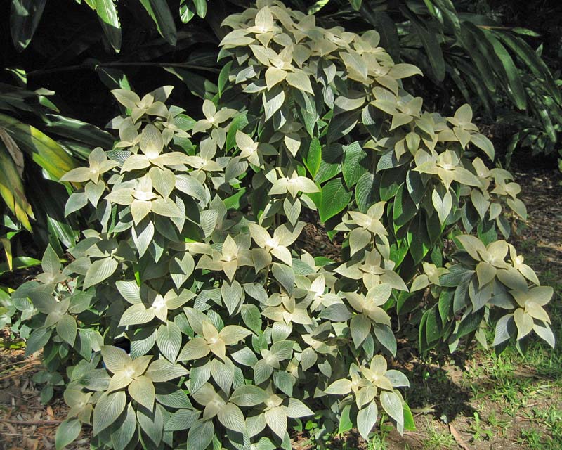 The Pewter Plant Strobilanthes gossypinus - compact rounded shrub prefers semi-shade