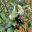 Panicles of white flowers and oval black fruit - Acokanthera oblongifolia