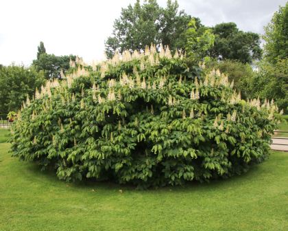 Arbusto Castagna 40-60cm Aesculus parviflora 