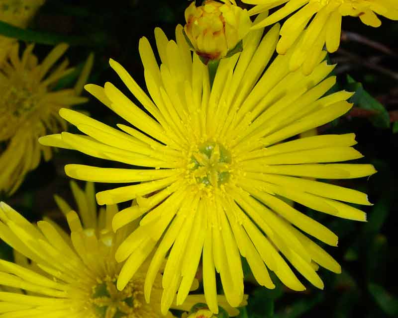 Lampranthus aureus - otherwise known as Ice Plant, Pigs Face or Vygie