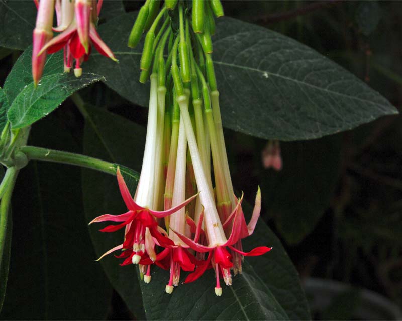 Fuchsia boliviana Alba