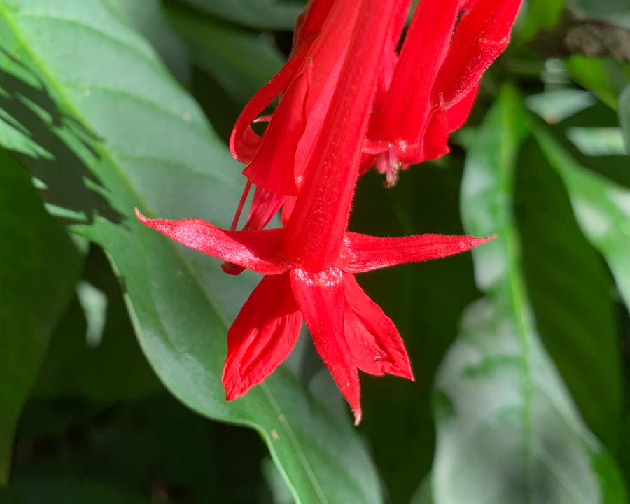 Fuchsia boliviana - Bolivian Fuchsia - Bright red tubular flowers