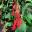 Fuchsia boliviana - Bolivian Fuchsia - clusters of  long tubed scarlet flowers