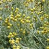 Helichrysum argyrophyllum - the Golden Guinea Everlasting