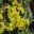 Helichrysum argyrophyllum - the Golden Guinea Everlasting
