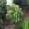 Nerium oleander Dwarf