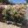 Nerium oleander Dwarf, max height 1.5-2 metres