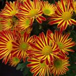 Chrysanthemum indicum 