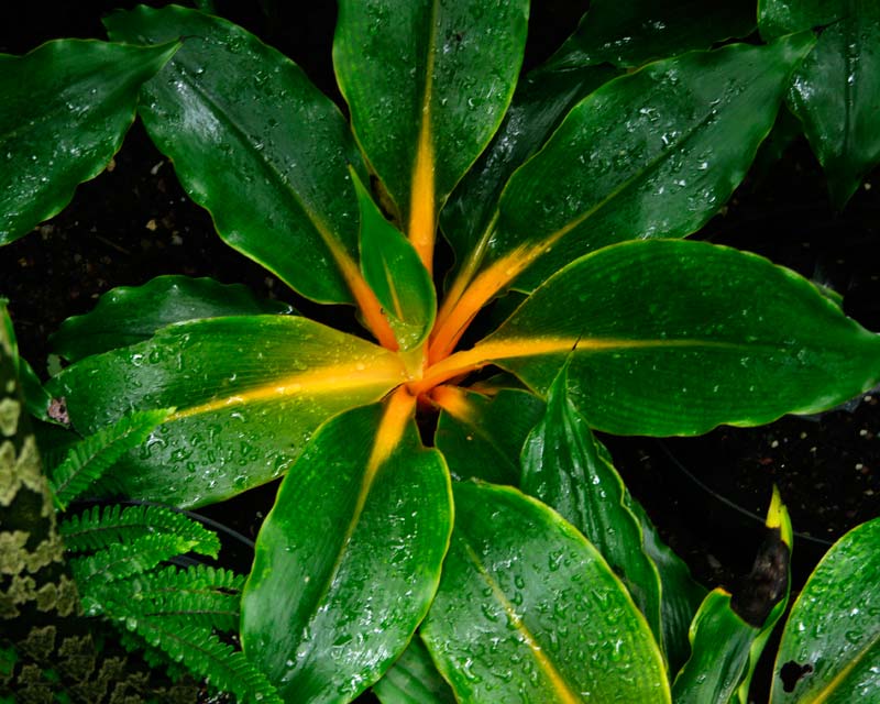 Chlorophytum orchidastrum - this is cultivar 'Green Orange'