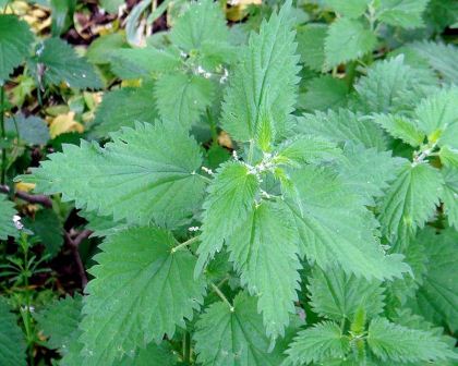 Urtica dioica, the common stinging nettle