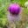 Onopordum acanthium - Scottish thistle with deep mauve flowers