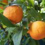 Citrus × aurantium 