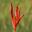 Heliconia psittacorum, Parrot Flower
