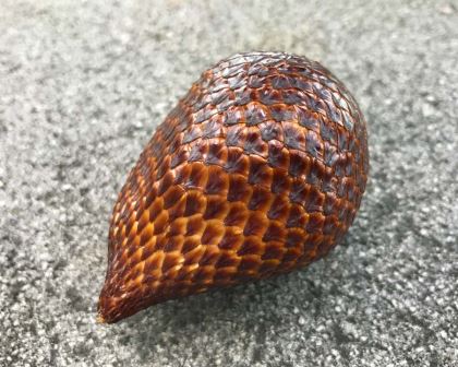 Salacca zalacca, The Snakefruit
