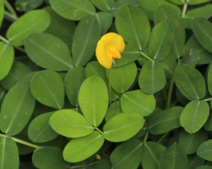 Arachis pinto, a good groundcover or forage crop.