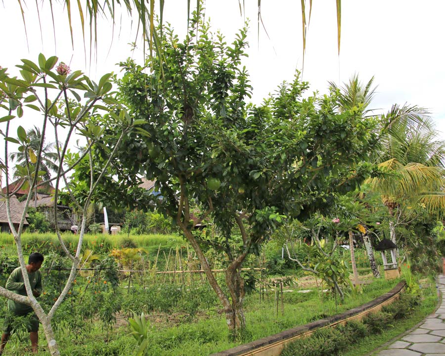 Crescentia cujete tree growing in Bali