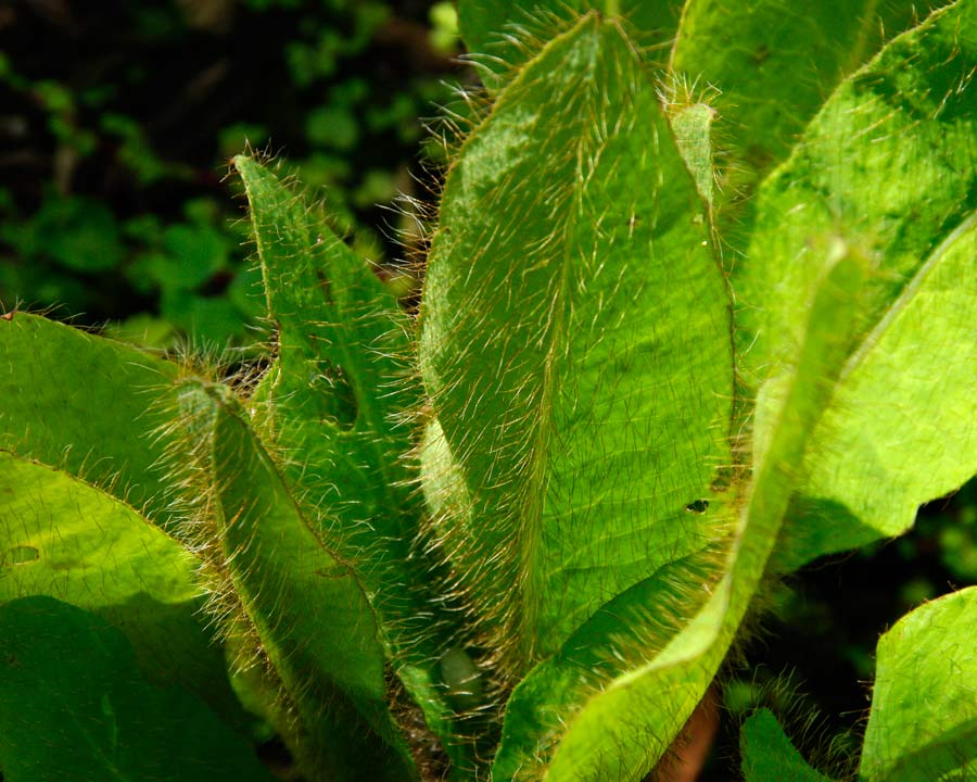 Meconopsis 'Lingholm' - hairy leaves