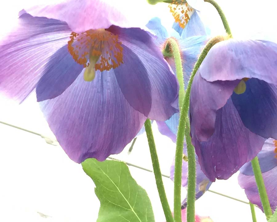 Meconopsis grandis 'Huntfield' - the Himalayan Blue Poppy - Jill Triay