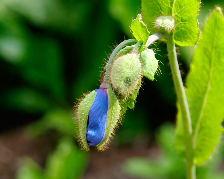 Meconopsis 'Inverewe' Blue flower emerging from hairy bud