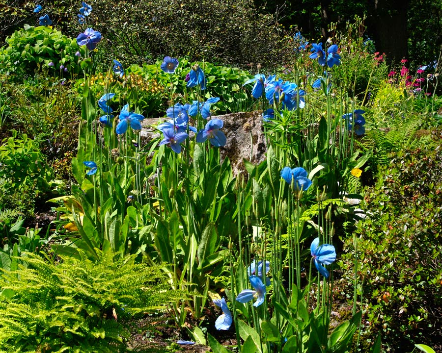Meconopsis growing beside a woodland stream -