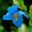 Meconopsis 'Inverewe' Blue Poppies